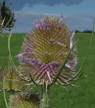 dipsacus fullonum