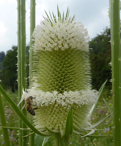 dipsacus laciniatus