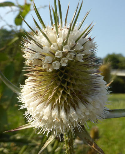 dipsacus laciniatus