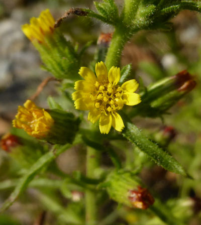 dittrichia graveolens