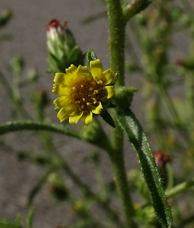 dittrichia graveolens