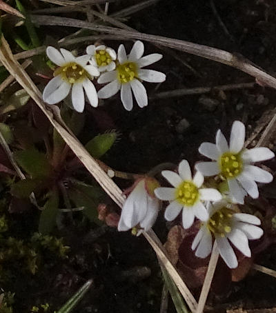 draba verna