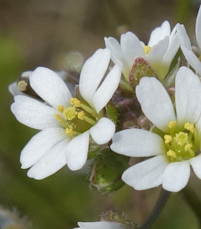 draba verna