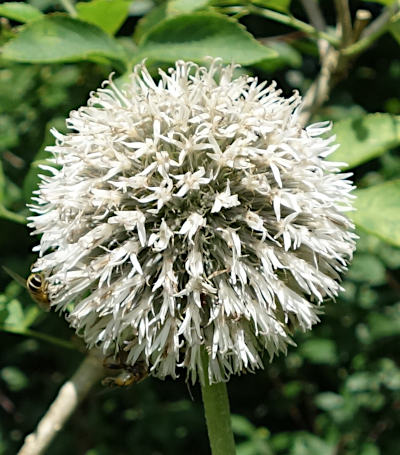 echinops sphaerocephalus