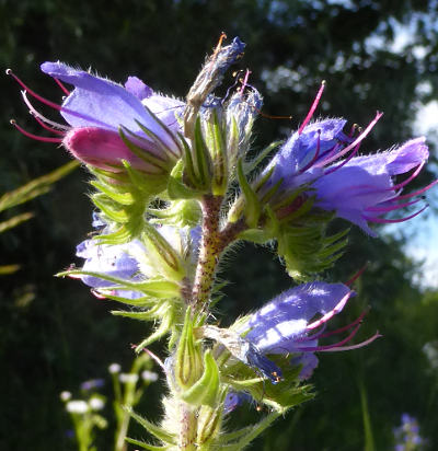 echium vulgare