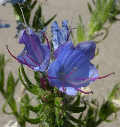 echium vulgare