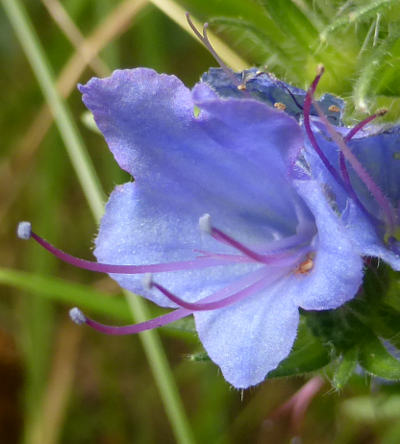 echium vulgare