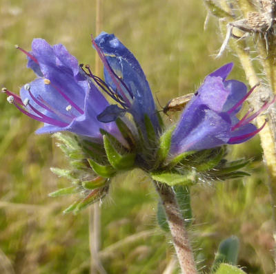 echium vulgare