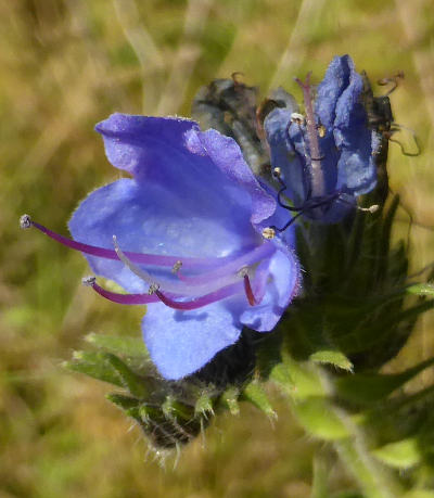 echium vulgare