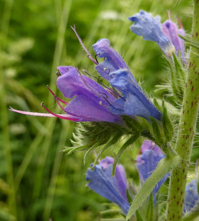 echium vulgare