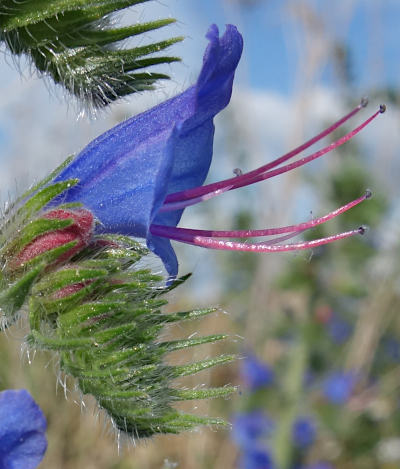 echium vulgare