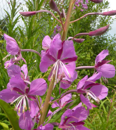 epilobium angustifolium