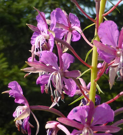 epilobium angustifolium