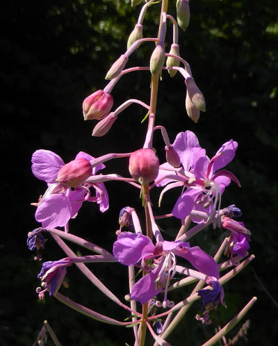 epilobium angustifolium