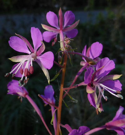 epilobium angustifolium