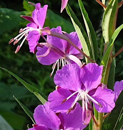 epilobium angustifolium