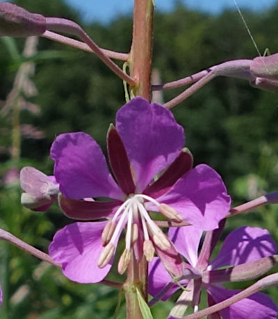 epilobium angustifolium