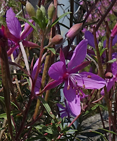 epilobium dodonaei