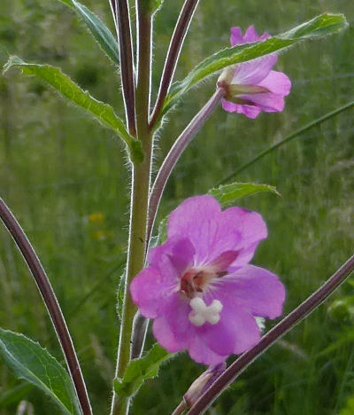 epilobium hirsutum