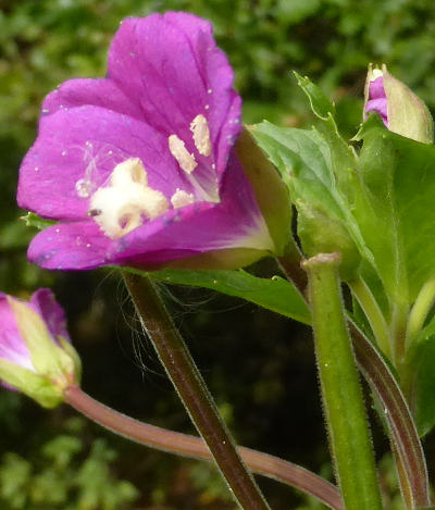 epilobium hirsutum