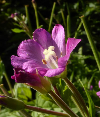 epilobium hirsutum