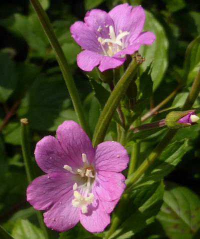 epilobium hirsutum