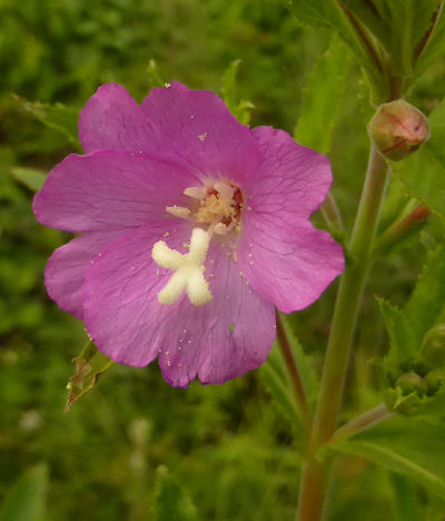 epilobium hirsutum