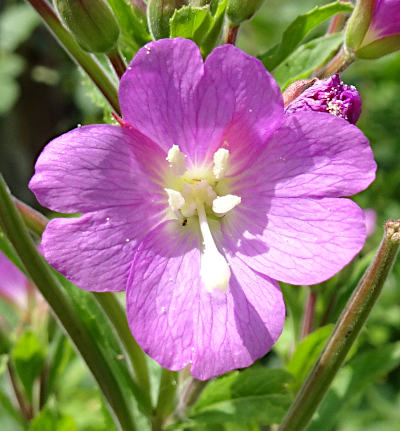 epilobium hirsutum