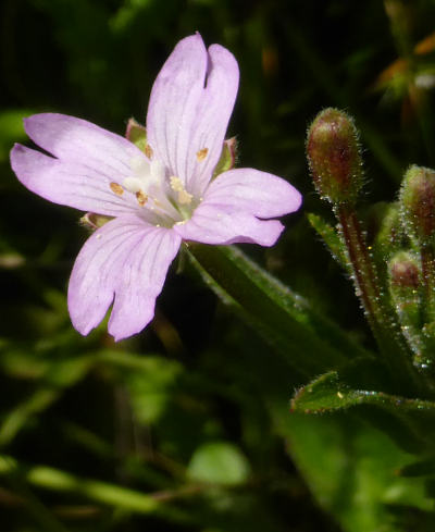 epilobium parviflorum