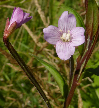 epilobium parviflorum