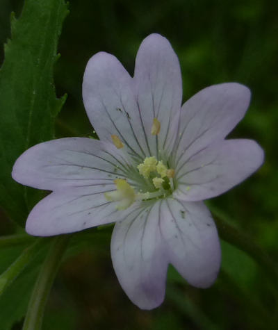 epilobium parviflorum