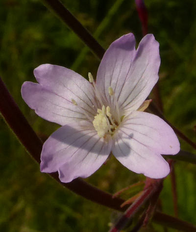 epilobium parviflorum