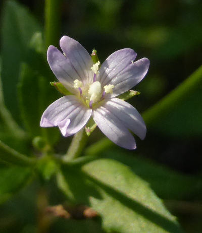 epilobium parviflorum