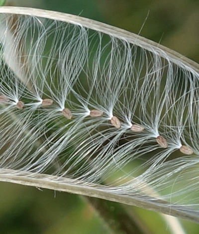 epilobium parviflorum