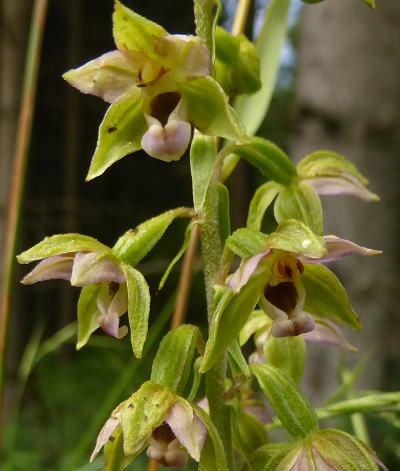 epipactis helleborine