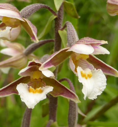 epipactis palustris