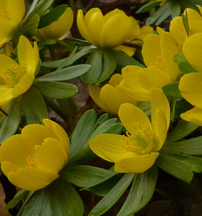 eranthis hyemalis