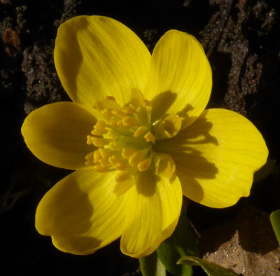 eranthis hyemalis