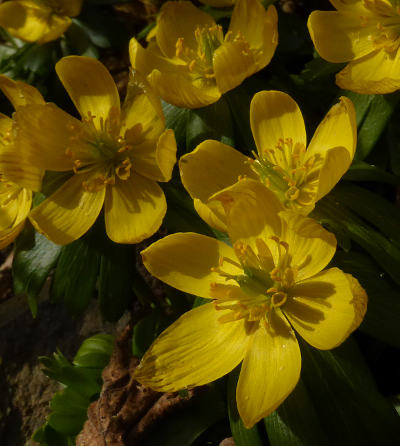 eranthis hyemalis