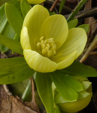 eranthis hyemalis