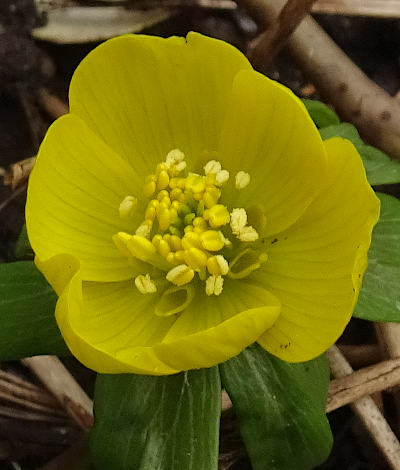 eranthis hyemalis