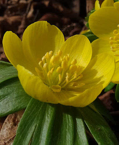 eranthis hyemalis