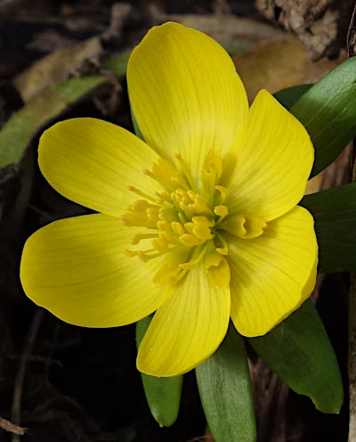 eranthis hyemalis