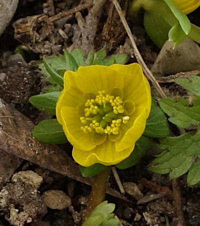 eranthis hyemalis