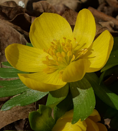 eranthis hyemalis