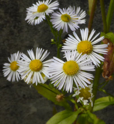 erigeron annuus