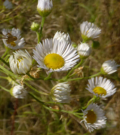 erigeron annuus