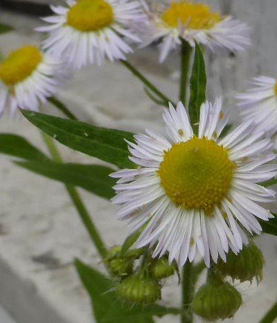 erigeron annuus