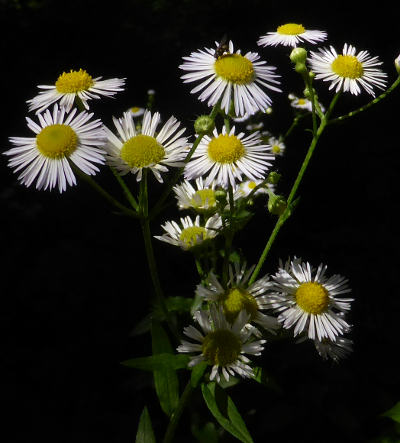 erigeron annuus