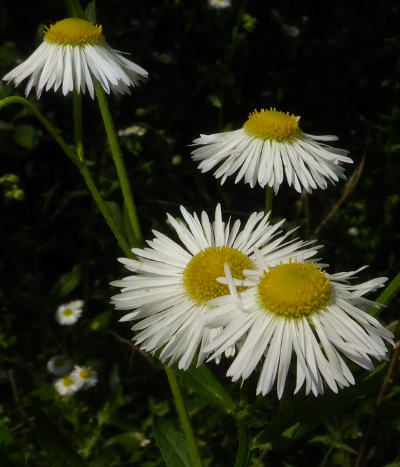 erigeron annuus